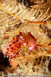 Trinchesia sibogae feeding on hydroids.

Canon EOS 300D... by Joao Pedro Tojal Loia Soares Silva 